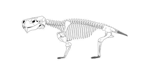 Skeletal reconstruction of Moschorhinus kitchingi. The skeletal proportions are based on the preserved elements of NMQR 3351. Illustration by Brandon P. Stuart.